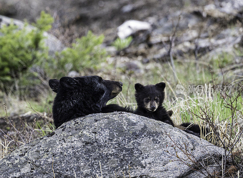 美国黑熊(Ursus americanus)，或简称为黑熊，是北美特有的中型熊。黄石国家公园，怀俄明州。母亲和幼崽。